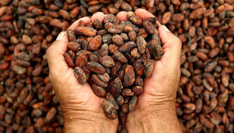 Fermented dried Criollo cacao beans from the Amazon rainforrest in Peru.