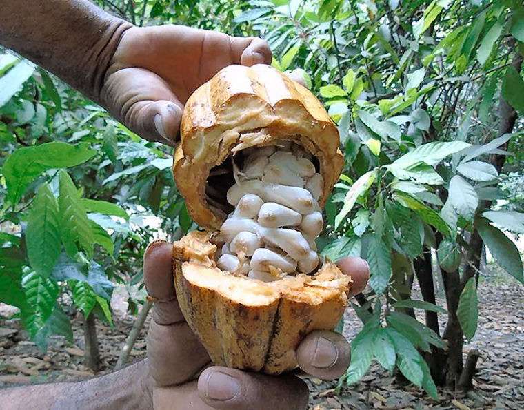 The most exquisite cacao in the world, the white cacao bean from Northern Peru.