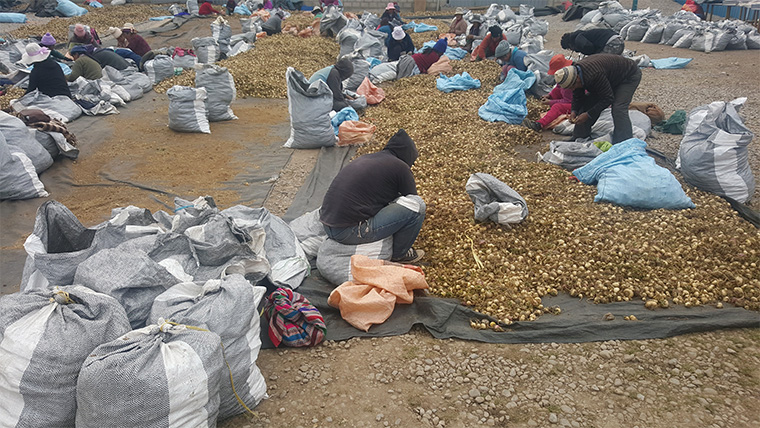 Peruvian workers sorting sun dried maca root
