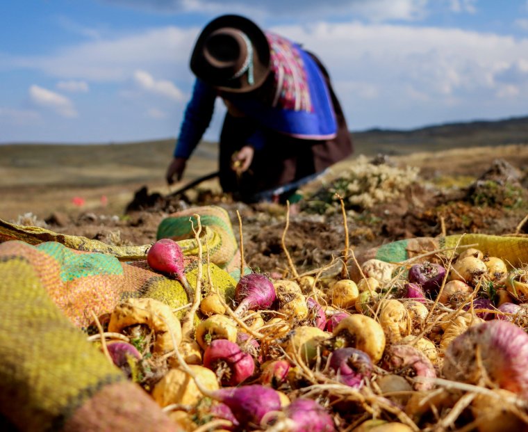 A Peruvian women in the Huanuco region farming her maca land
