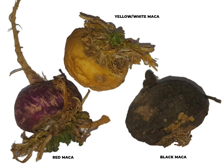 Different colours of maca explained