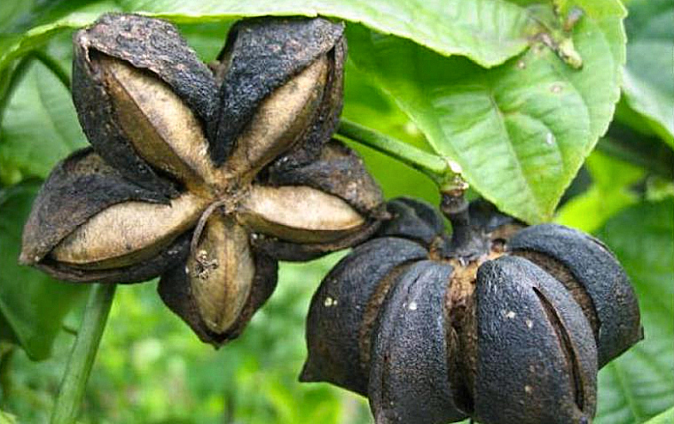 Ripened sacha Inchi fruit turns a drak brown color