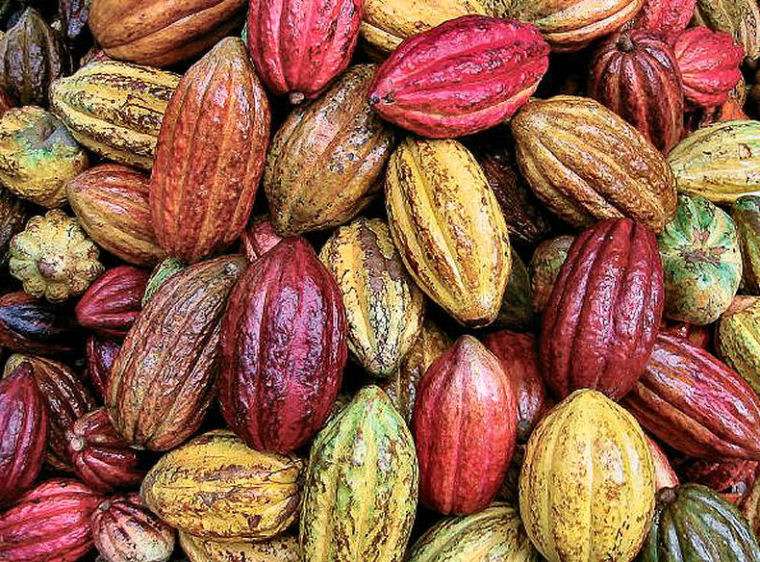 Cacao from Peru, freshly harvested cacao pods in all shapes and sizes.