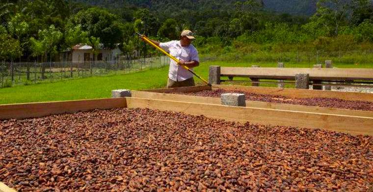 Agricultores de cacao peruanos manejando granos de cacao secándose al sol.