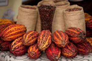 Peru fine cacao production
