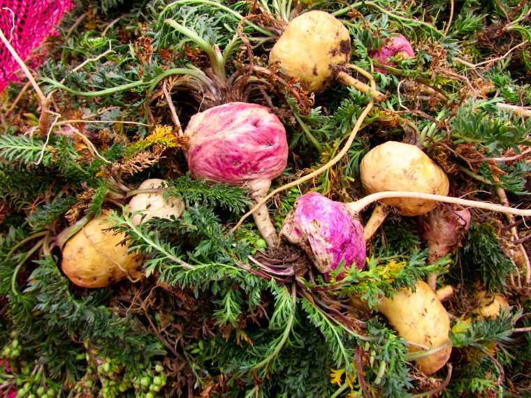 Freshly harvested Peruvian maca iin its most common colours, yellow/white, red and black