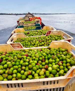 Camu camu fruit transported by traditional small motor boat