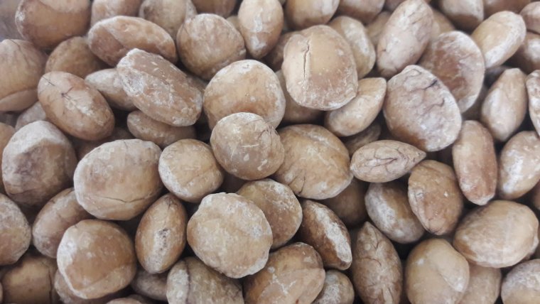 Freshly roasted sacha inchi nuts from OrganicCrops in Peru