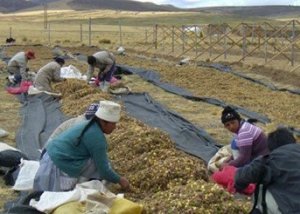 Peruvian women in Junin, sorting maca root