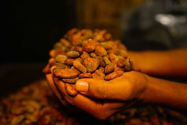 A Peruvian farmer holding fresh fermented cacao beans
