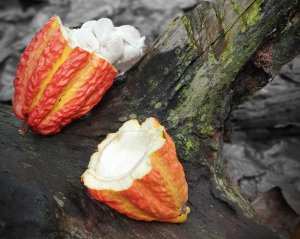 peruvian cacao pods broken open to expose the beans