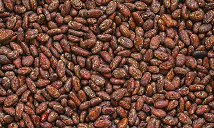 Close-up of dried cacao beans used for producing cacao powder, butter, and paste in the Peruvian export supply chain.
