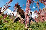 OrganicCrops farmers quinoa harvest by hand in Peru.